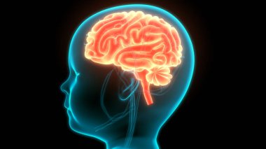 İnsan Sinir Sistemi Beyin Anatomisi Merkezi Organı. Üç Boyut