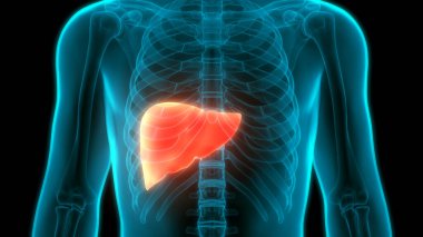 İnsan vücudu karaciğer anatomisi. Üç Boyut