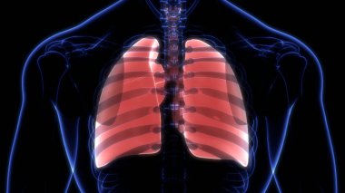 Alveoli Anatomisi ile İnsan Solunum Sistemi Ciğerleri. Üç Boyut