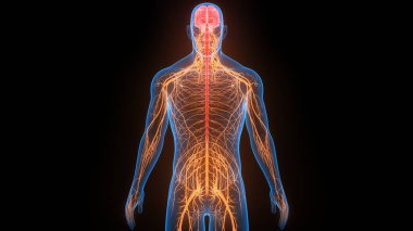 İnsan Sinir Sistemi Beyin Anatomisi Merkezi Organı. Üç Boyut