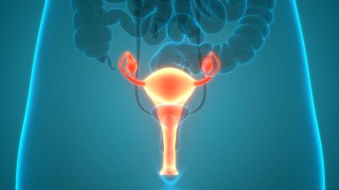 Sinir sistemi ve idrar kesesi anatomisi olan kadın üreme sistemi. Üç Boyut
