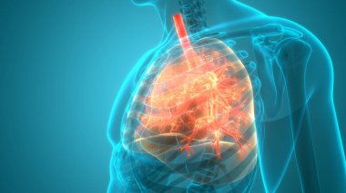 İnsan Vücut Organları (Ciğerleri) 3D