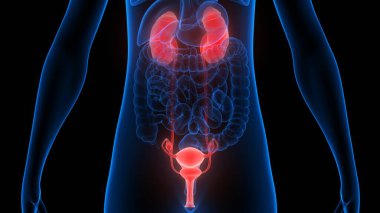 Sinir sistemi ve idrar kesesi anatomisi olan kadın üreme sistemi. Üç Boyut