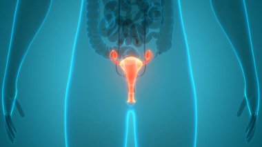 Sinir sistemi ve idrar kesesi anatomisi olan kadın üreme sistemi. Üç Boyut