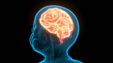 İnsan Sinir Sistemi Beyin Anatomisi Merkezi Organı. Üç Boyut