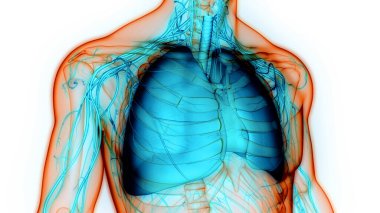 Alveoli Anatomisi ile İnsan Solunum Sistemi Ciğerleri. Üç Boyut