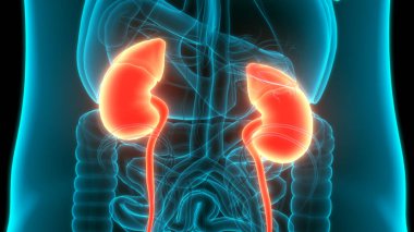 İnsan idrar torbası anatomisi. Üç Boyut