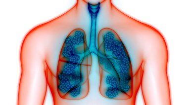 Alveoli Anatomisi ile İnsan Solunum Sistemi Ciğerleri. Üç Boyut