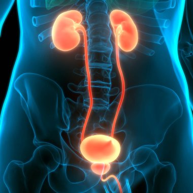 İnsan idrar torbası anatomisi. Üç Boyut