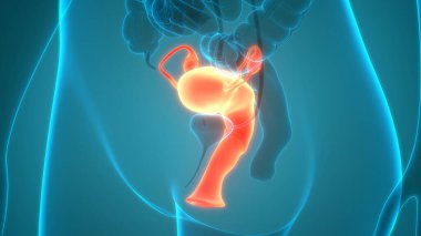 Sinir sistemi ve idrar kesesi anatomisi olan kadın üreme sistemi. Üç Boyut