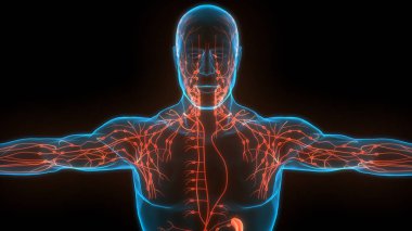 Human Internal system Lymph Nodes Anatomy. 3D clipart