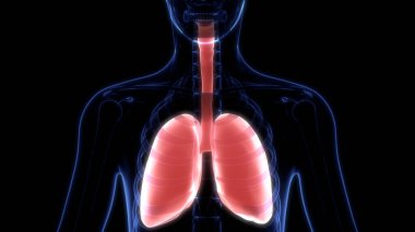Alveoli Anatomisi ile İnsan Solunum Sistemi Ciğerleri. Üç Boyut