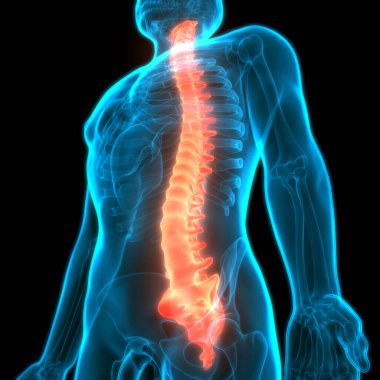 İnsan İskelet Sistemi Anatomisi Omurga Diskleri