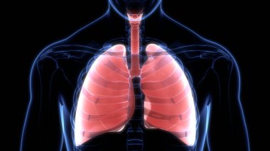 Alveoli Anatomisi ile İnsan Solunum Sistemi Ciğerleri. Üç Boyut