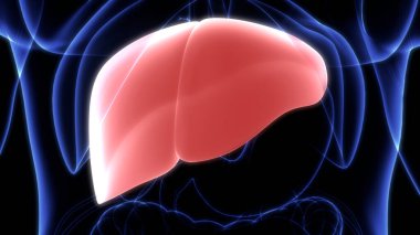 İnsan vücudu karaciğer anatomisi. Üç Boyut
