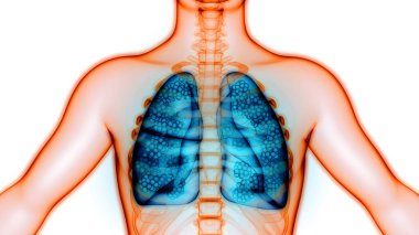 Alveoli Anatomisi ile İnsan Solunum Sistemi Ciğerleri. Üç Boyut