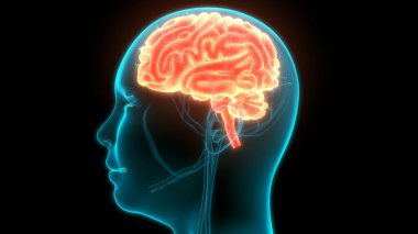 İnsan Sinir Sistemi Beyin Anatomisi Merkezi Organı. Üç Boyut