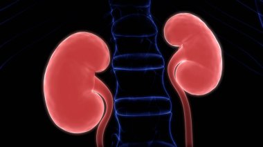 Sinir sistemi ve idrar kesesi anatomisi olan kadın üreme sistemi. Üç Boyut