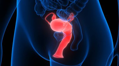 Sinir sistemi ve idrar kesesi anatomisi olan kadın üreme sistemi. Üç Boyut