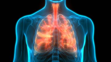 Alveoli Anatomisi ile İnsan Solunum Sistemi Ciğerleri. Üç Boyut
