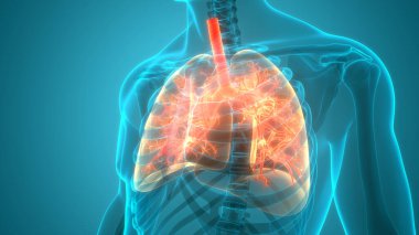 İnsan Vücut Organları (Ciğerleri) 3D