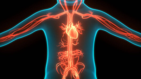 Анатомия сердца системы кровообращения человека. 3D