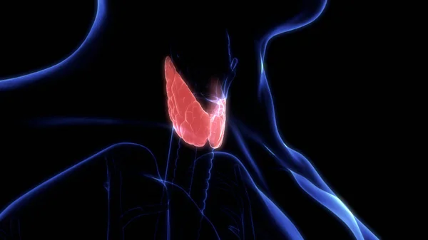 Sistema Respiratório Humano Laringe Faringe Anatomia — Fotografia de Stock