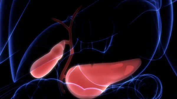 Human Internal Digestive Organ Pancreas Anatomy — Stock Photo, Image
