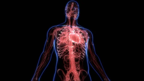 Anatomia Cardiaca Del Sistema Circolatorio Umano — Foto Stock