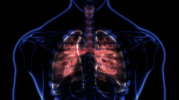 Human Respiratory System Lungs Alveoli Anatomy — Stock fotografie