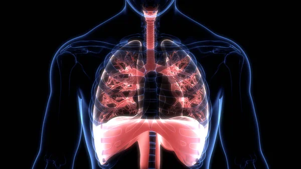 Human Respiratory System Lungs Alveoli Anatomy — Stock fotografie