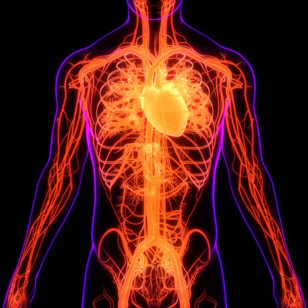 Ludzki Układ Krążenia Anatomia Serca — Zdjęcie stockowe