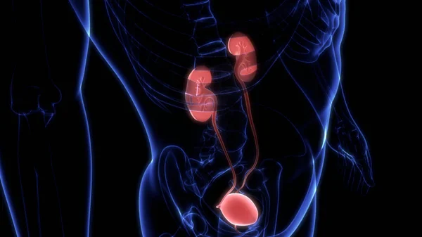 Ženské Reprodukční Systém Nervovým Systémem Močového Měchýře Anatomie — Stock fotografie