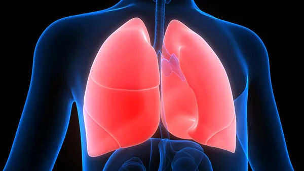 Human Respiratory System Lungs Alveoli Anatomy — Stock fotografie