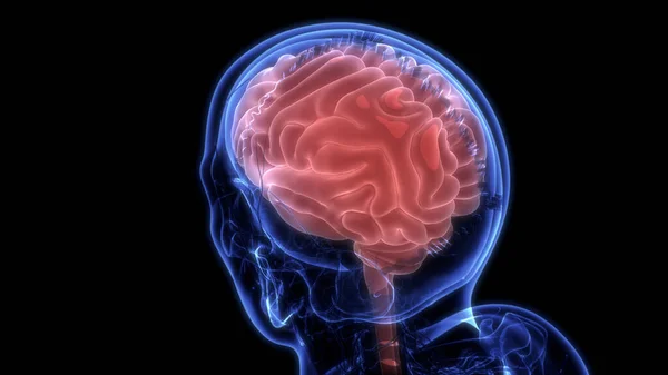 Anatomía Cerebral Humana Ilustración — Foto de Stock