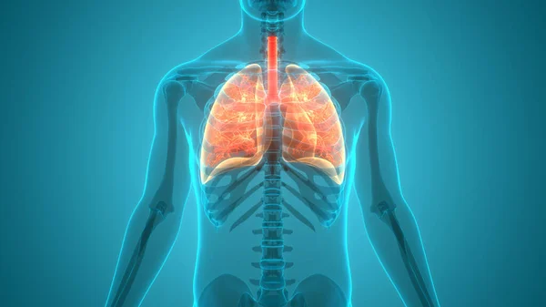 Órganos Del Cuerpo Humano Pulmones — Foto de Stock