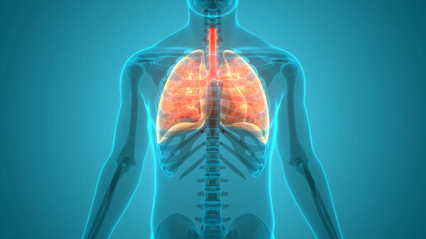 Органы человеческого тела (легкие) 3D