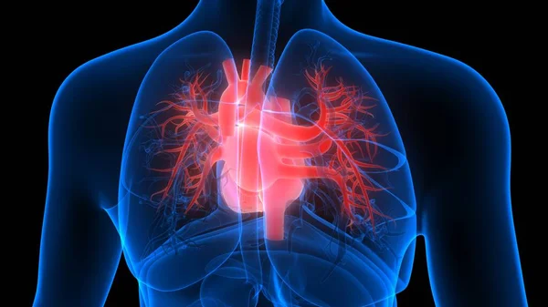 Human Circulatory System Heart Anatomy 3d Stock Images Page Everypixel