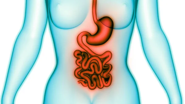Sistema Digestivo Humano Anatomía Estomacal —  Fotos de Stock