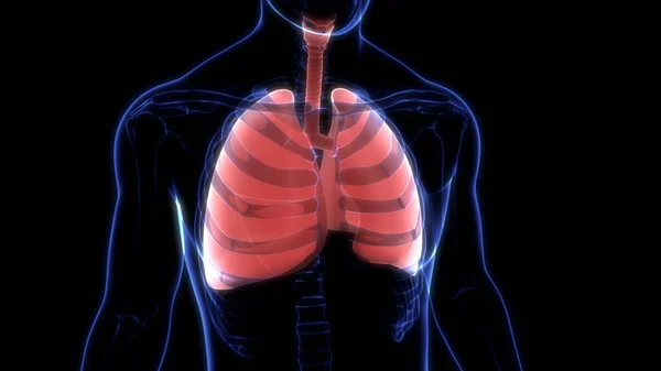 Sistema Respiratorio Umano Polmoni Con Anatomia Alveoli — Foto Stock