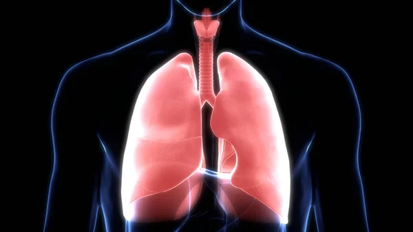 Sistema Respiratório Humano Pulmões Com Anatomia Alveoli — Fotografia de Stock