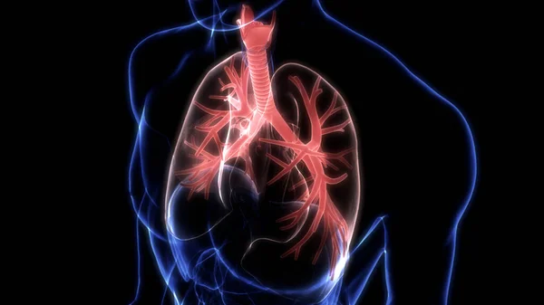 Emberi Légzőszervi Tüdő Alveoli Anatómiával — Stock Fotó