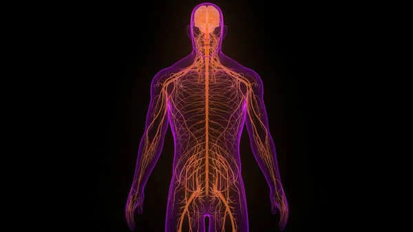 Zentralorgan Des Menschlichen Nervensystems Gehirnanatomie — Stockfoto