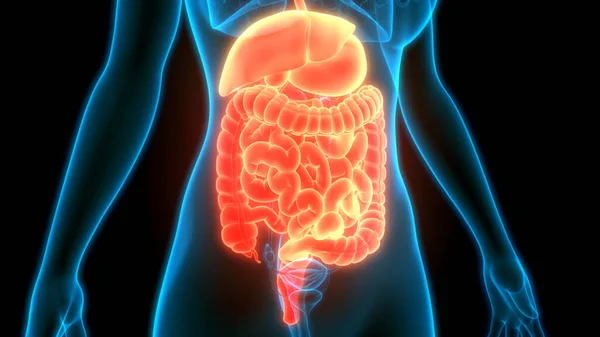 Human Digestive System Stomach Small Intestine Anatomy — стокове фото