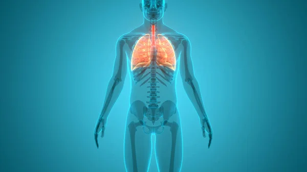 İnsan Vücut Organları (Ciğerleri) 3D