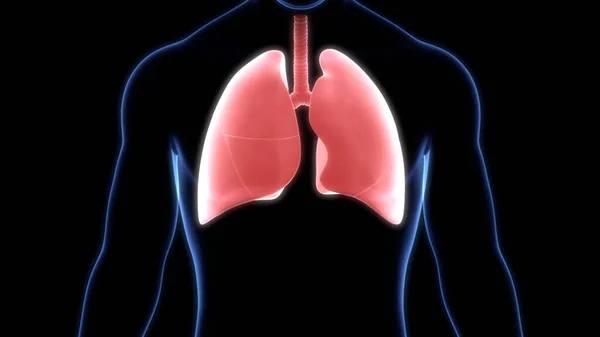 Human Respiratory System Lungs Alveoli Anatomy — Stock fotografie