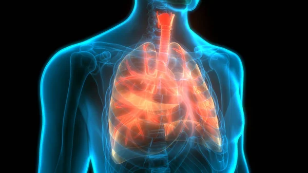 Sistema Respiratório Humano Pulmões Com Anatomia Alveoli — Fotografia de Stock