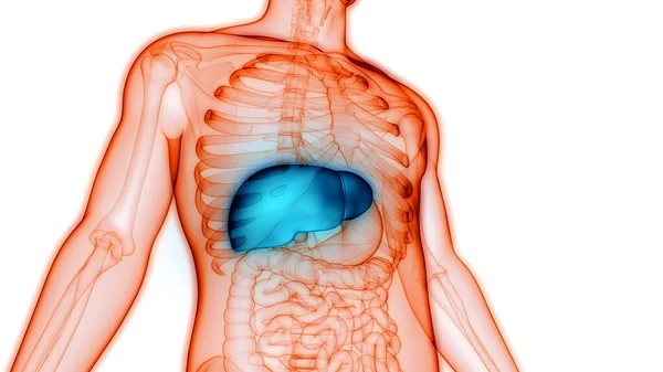 Órganos Del Cuerpo Humano Anatomía Hepática — Foto de Stock