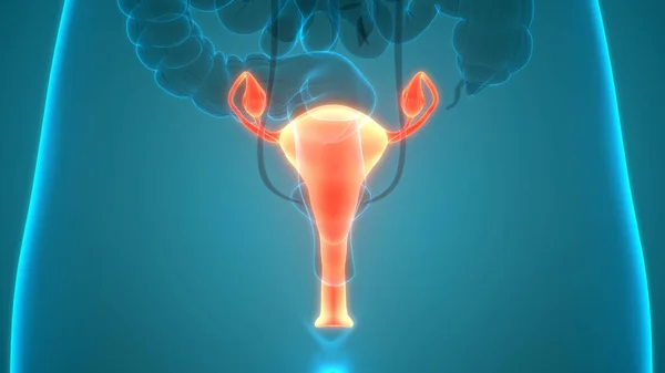 Sistema Reproductivo Femenino Con Sistema Nervioso Anatomía Vesical Urinaria — Foto de Stock