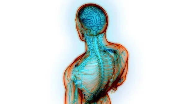 Anatomia Mózgu Człowieka — Zdjęcie stockowe